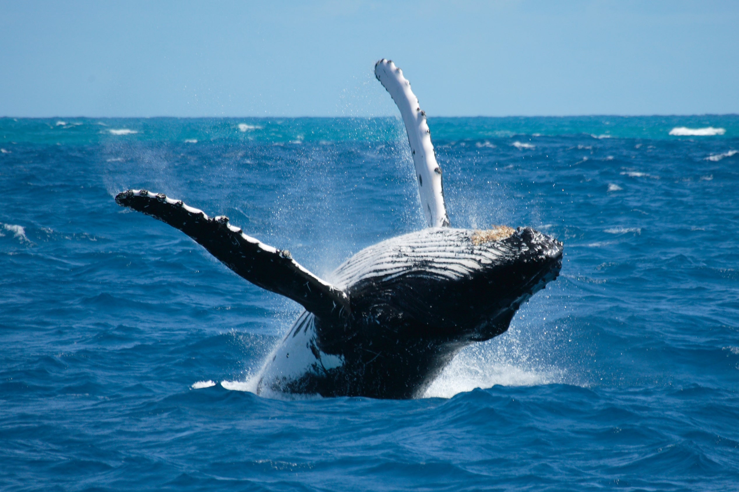 Maui Kayak Rentals