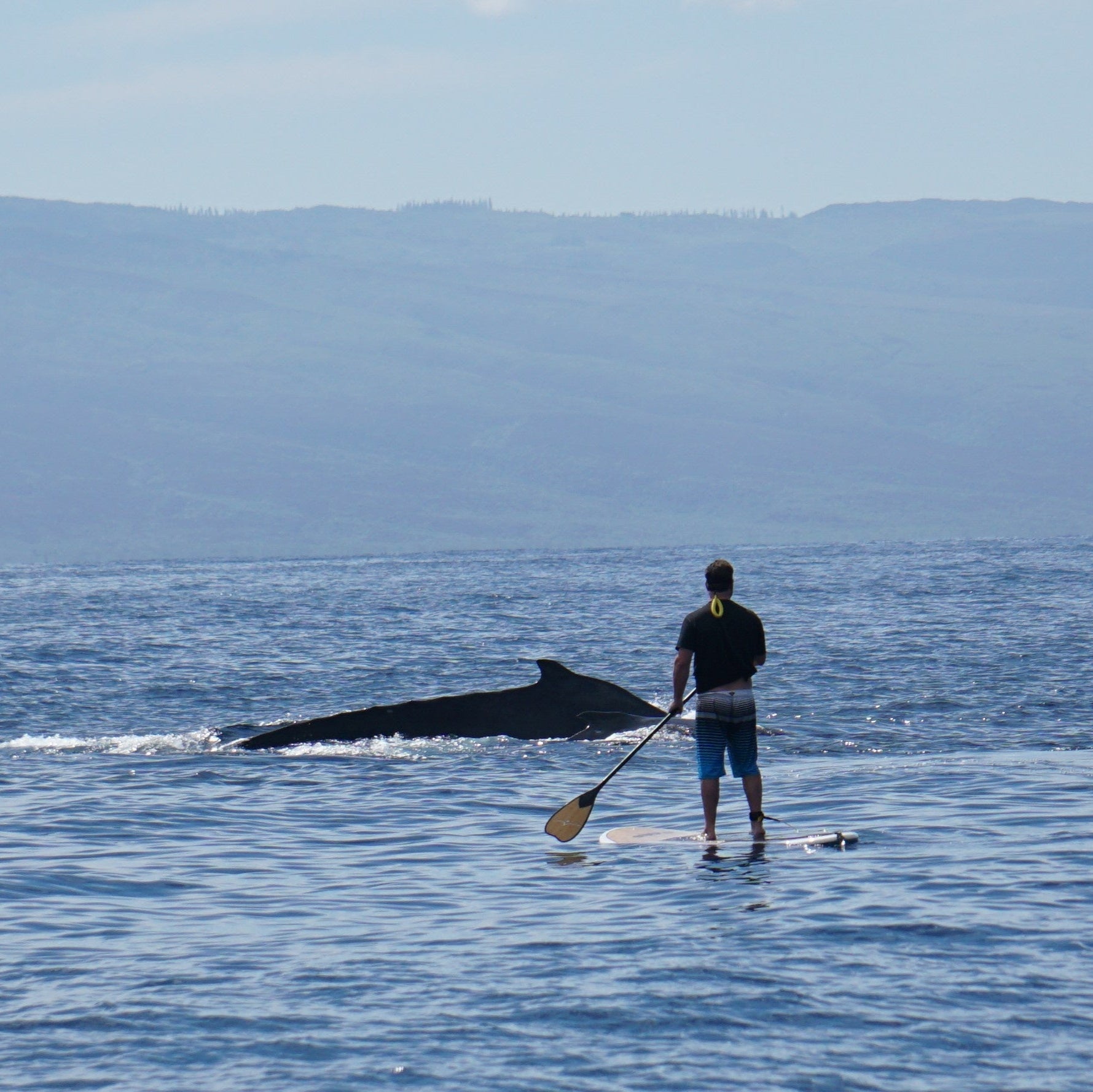 Maui Paddle Boards - Delivered